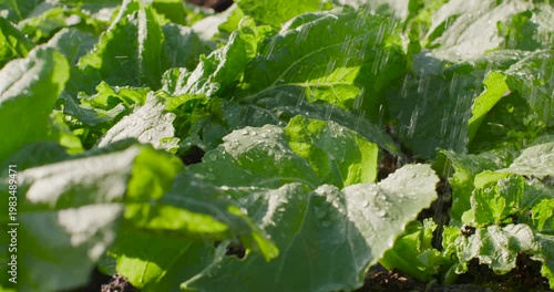 Leafy green veg in garden receiving water from hose to irrigate soil, droplets joining and running