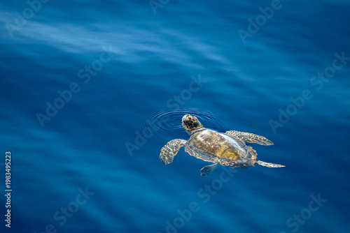 young juvenile sea turtle caretta caretta on sea surface with parasites