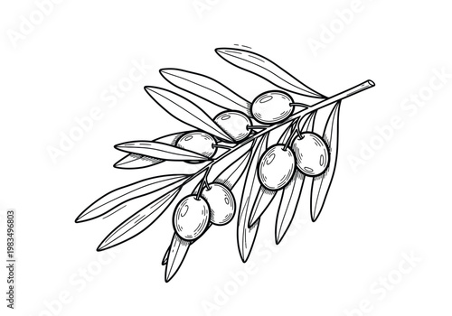 Hand drawn outline illustration of an olive branch with olives and leaves