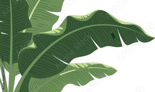 Vector Illustration of Large Green Banana Leaves with Detailed Texture and Veins, Professional Flat Vector Design for Tropical Nature Background
