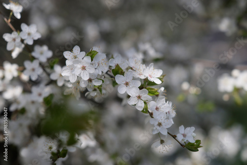 White cherry plum blossoms in early spring