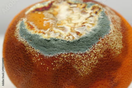 Overripe and rotten mandarin. Rotten tangerine covered with mold