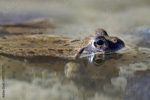 Ein Grasfrosch mit Wasserspiegelung sitzt in einem Teich auf Froschlaich