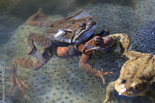 Paarungszeit der Amphibien in einem Teich. Zwei Grasfrösche und eine Erdkröte auf Froschlaich