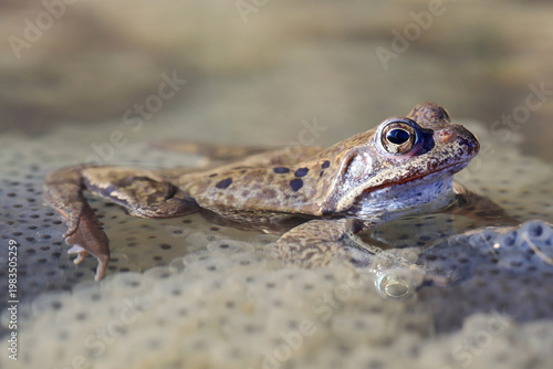 Ein Grasfrosch sitzt im Wasser eines Teichs auf Froschlaich