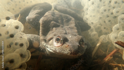 Unterwasseraufnahme von einem Grasfrosch mit Froschlaich in einem Teich