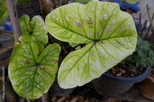 Принти на полотні Close up of Caladium bicolor leaf with beautiful pink spots and green veins, tropical ornamental plant in a pot