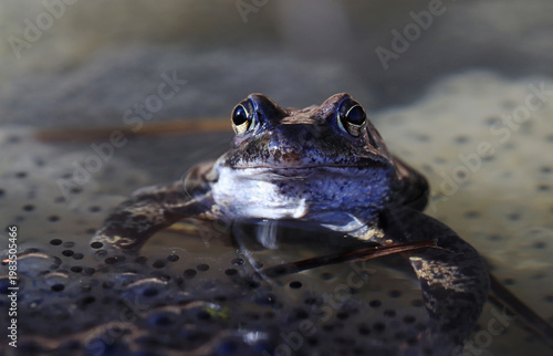 Ein Moorfrosch oder Grasfrosch sitzt im Wasser eines Teichs auf Froschlaich