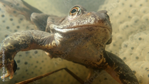 Unterwasseraufnahme von einem Grasfrosch mit Froschlaich in einem Teich