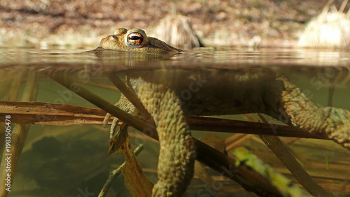 Halb Über-, halb Unterwasser-Aufnahme von einer Erdkröte in einem Teich