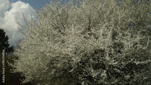 White cherry plum blossoms in early spring