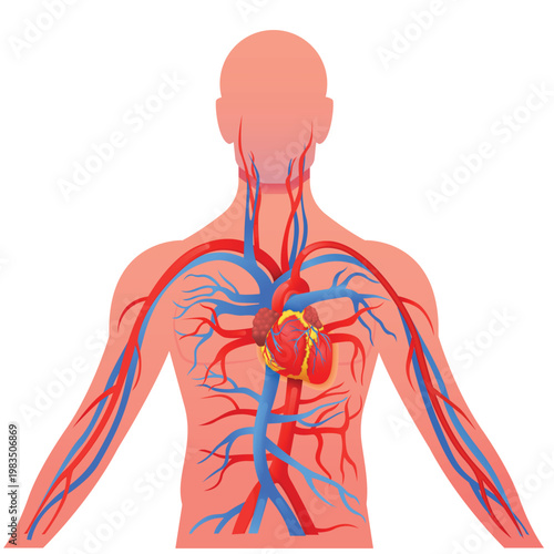 Human cardiovascular system,Anatomical illustration of the circulatory system, Major blood vessels throughout the body