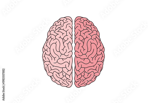 Top view illustration of a human brain with left and right hemispheres on white background