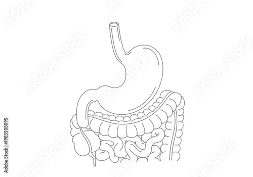 Medical sketch of human digestive system showing stomach and intestines with line art