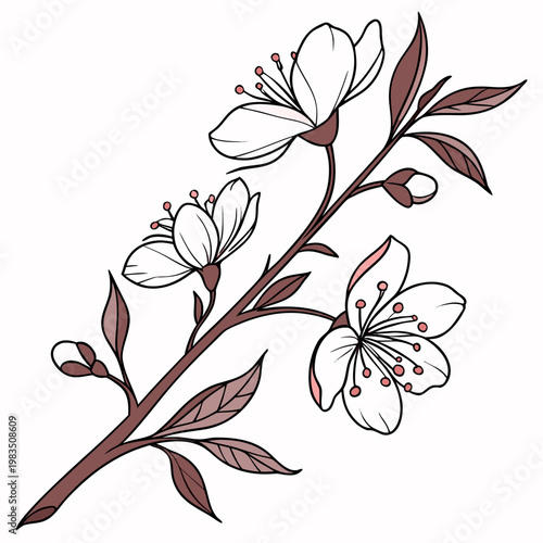 A delicate illustration showcases blossoming cherry branches with white flowers and reddish brown stems and leaves set against a neutral background