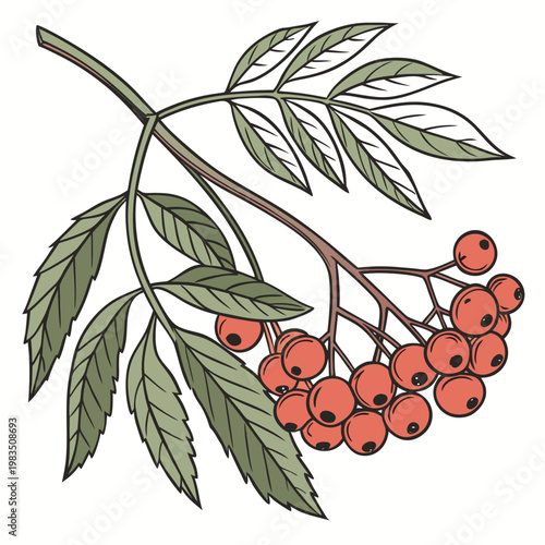 A vintage style illustration depicts a sprig of rowan berries featuring vibrant red fruit and lush green foliage against a white background