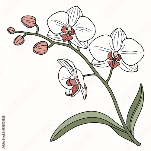 A delicate illustration showcases a flowering orchid stem with multiple blossoms displaying white petals and reddish brown centers high quality professional detailed