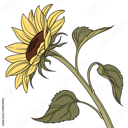 A beautifully illustrated sunflower in full bloom showcases vibrant yellow petals surrounding a dark brown central disk and green foliage high quality
