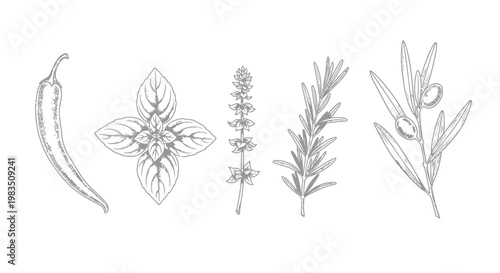 Herbs, botanical illustrations, pepper, flower, rosemary, olive branch, 5 elements, vector graphics