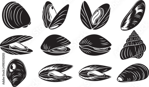 Monochrome illustration of various mussel shells in different orientations. Mussel shell Vector illustration.