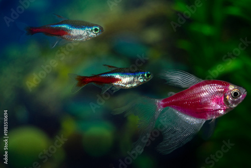Aquarium  fish-ternetzi and neon swim. The Latin name Gymnocorymbus ternetzi and Paracheirodon innesi. Ternetium is purple, neon is blue-red.