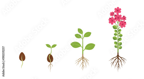 Plant life cycle illustration showing seed sprout and flowering stages