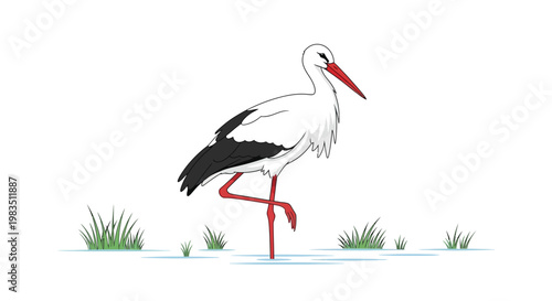 White stork standing in shallow water amongst green grass patches