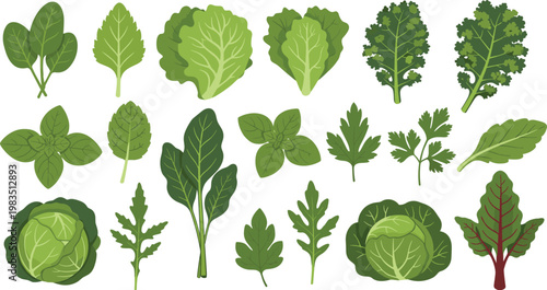 Collection of fresh green leafy vegetables vector set including lettuce cabbage spinach kale herbs isolated on white background