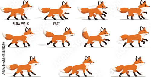 Cartoon fox animation sequence set showing walking running and different poses, cute woodland animal character vector illustration collection