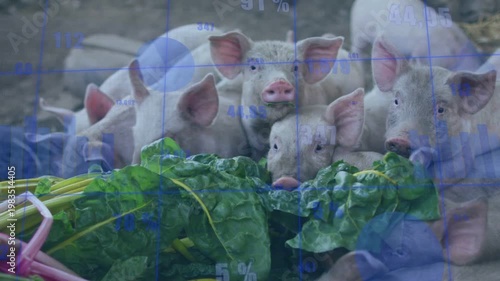 Greens appearing, piglets sniffing, pushing, nuzzling and chewing leaves to eat under blue overlay