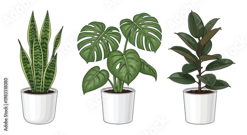 Illustration of three potted houseplants snake plant monstera and rubber plant