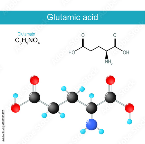 lutamic acid molecule. Molecular chemical structural formula and model of Glutamate