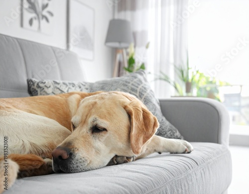 Labrador Dog Sleeping On Gray Sofa In Room Pets