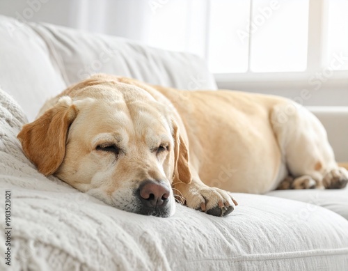 Labrador Dog Sleeping On Gray Sofa In Room Pets