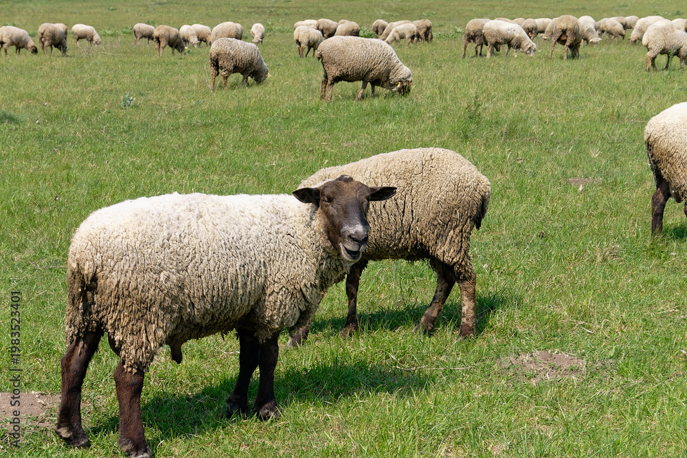 Obraz premium Sheep in a sunny green field