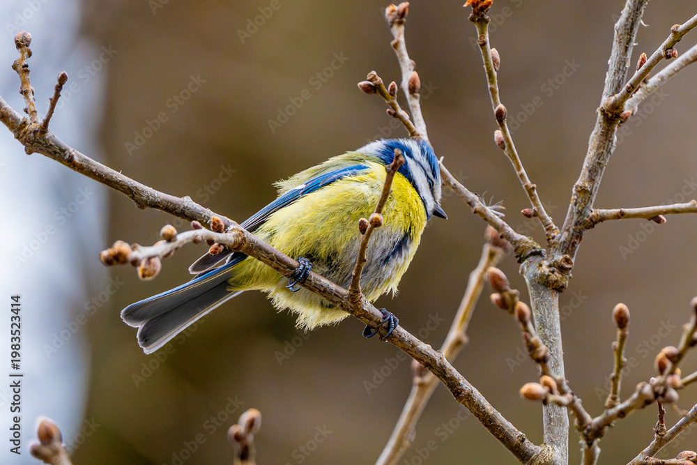 Fototapeta premium Blue Tit Is Sitting On Branch