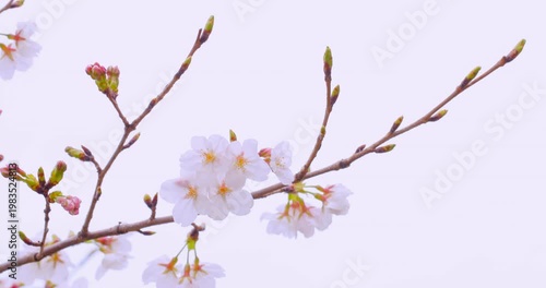 春の訪れを感じる桜の蕾と満開のソメイヨシノ