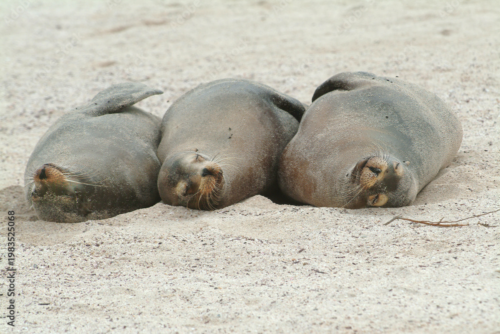 Fototapeta premium Galapagos Sea Lion Trio