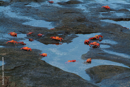 Φωτογραφία Sally Lightfoot Crab