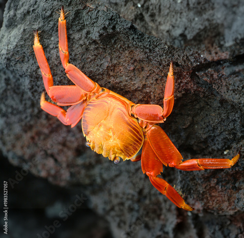 Принти на полотні Sally Lightfoot Crab