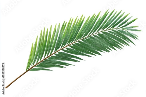 A vibrant, detailed overhead shot of a single, lush green palm frond against a white background