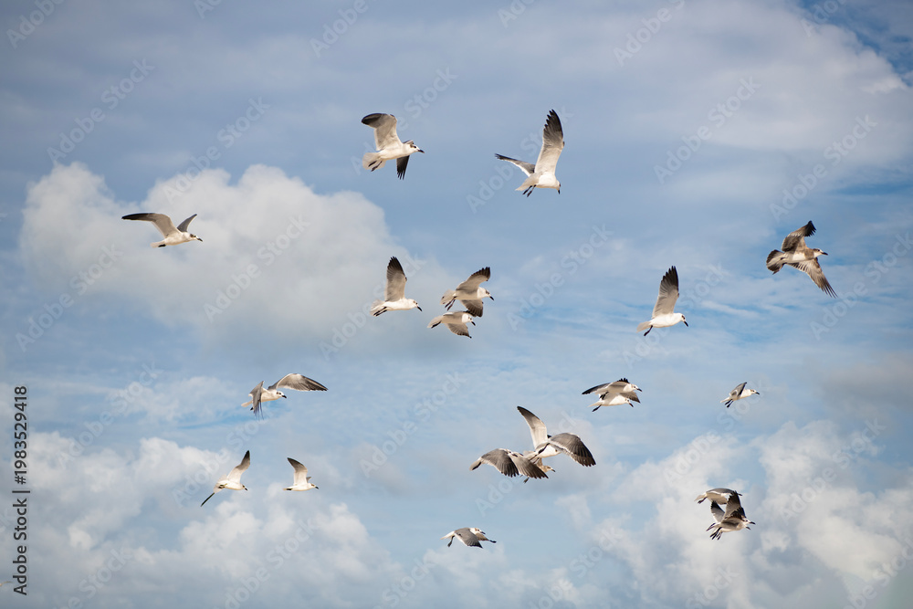 Fototapeta premium Seagull sitting outdoor. Laughing seagull at the sea. Seagull near water. Sea gull bird. Fauna and nature. Seagull bird observing the water. Sea gull with beak and feather. Laughing Gull