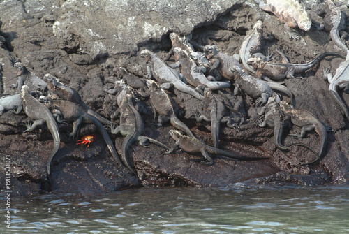 Crowd of Marine Iguanas