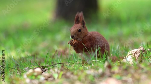 Red squirrel (Sciurus vulgaris) eating on ground. Close-up video, green grass, spring season, female red squirrel,  feeding behavior, cute rodent, sunny day, wildlife, nature background.