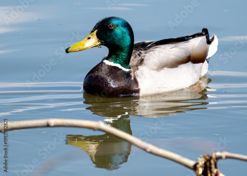 Male Mallard Duck Swimming on Calm Water