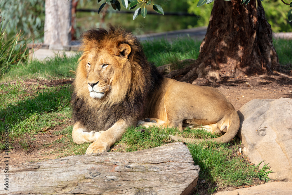 Obraz premium Photograph of a male Lion relaxing in the outdoors in a grassy field on a sunny day at a wildlife park in western Sydney in New South Wales, Australia