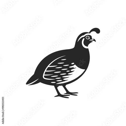 Tableau sur toile Black and white illustration of a quail facing to the right