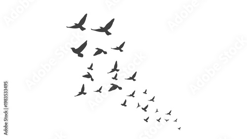 Beautiful flock of birds flying in blue sky png transparent background