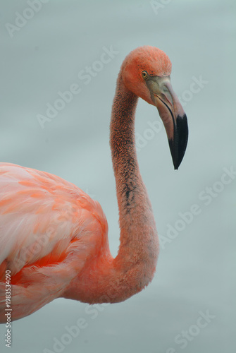 Closeup of Lesser Flamingo, 