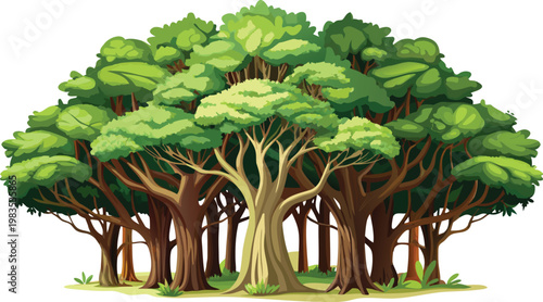 A lush green tree with a dense canopy and multiple trunks standing isolated on a white background Vector